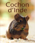 Cochon d'Inde
